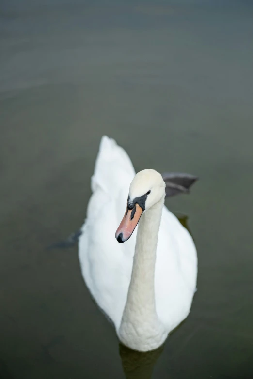 the large bird is floating in the pond