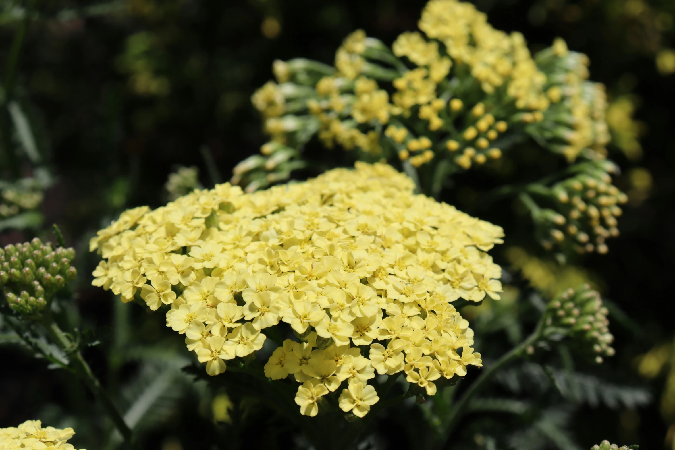 closeup of a yellow plant with a lot of leaves