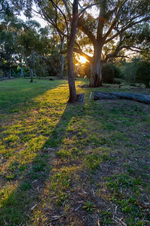 a grassy lawn with trees and fence at sunset