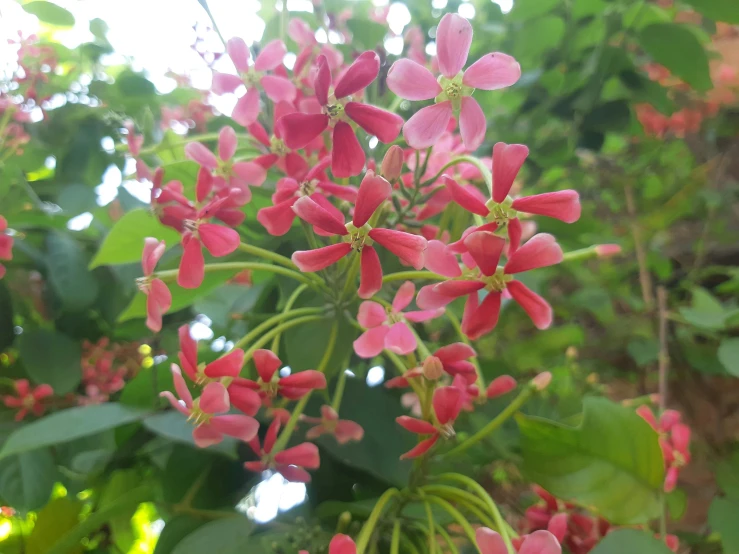 pink flowers with green leaves in the background