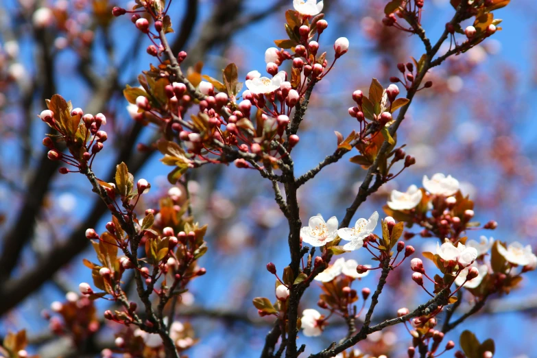 a bush filled with small white flowers in front of a blue sky