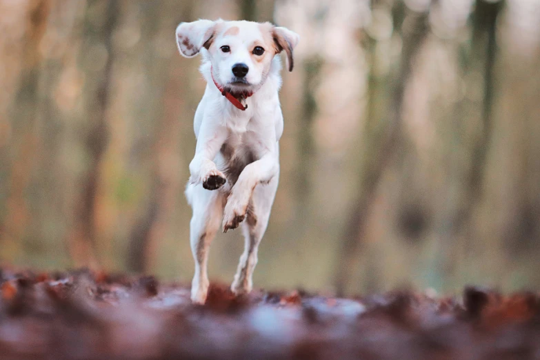 a dog that is standing in the dirt