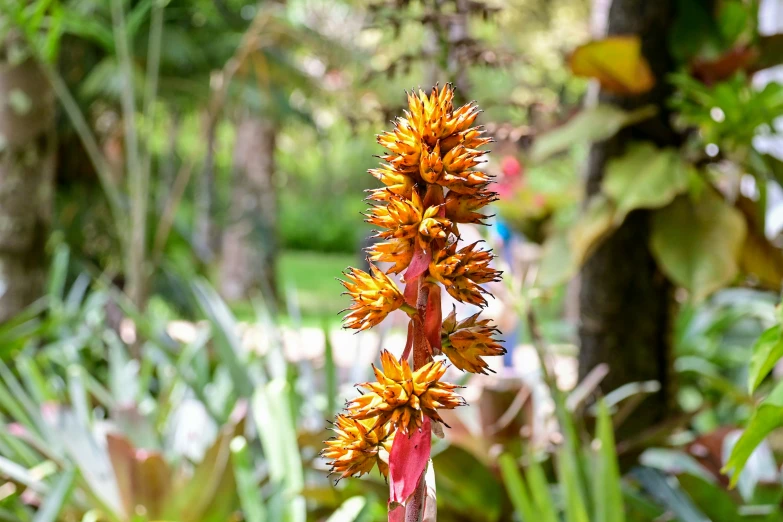 closeup of red flower head near green foliage