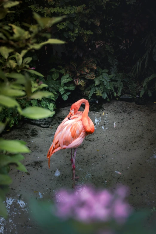 a flamingo standing in some water near plants