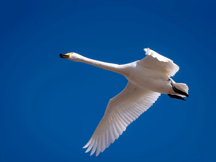 a single swan in flight over a blue sky