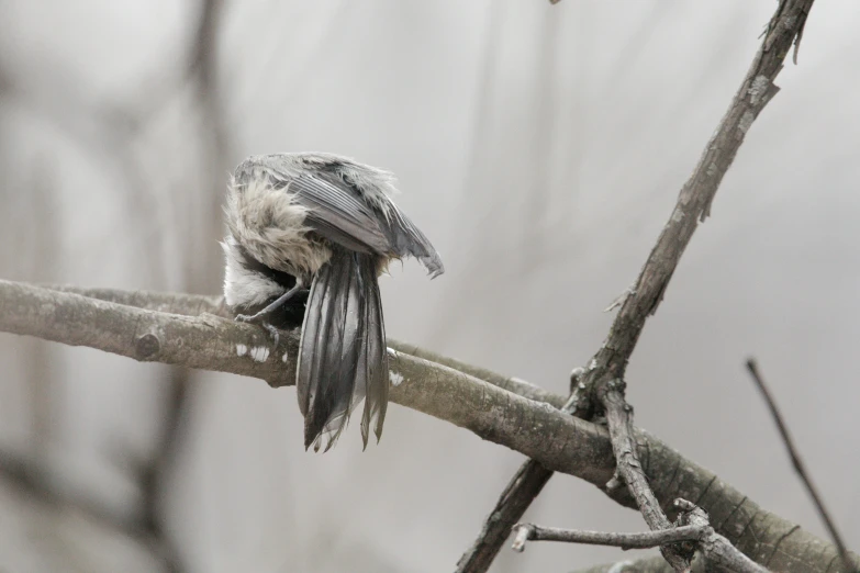 the small bird is perched on the tree limb