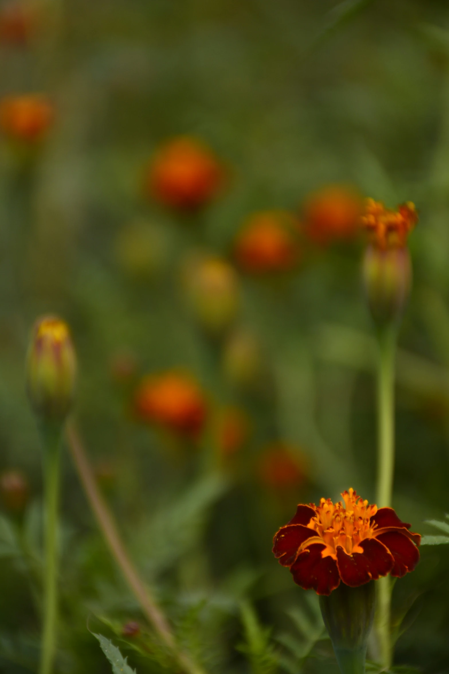 a single red flower with orange center sitting in the middle of some flowers