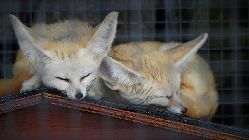 a white fox resting on a wooden desk next to another fox