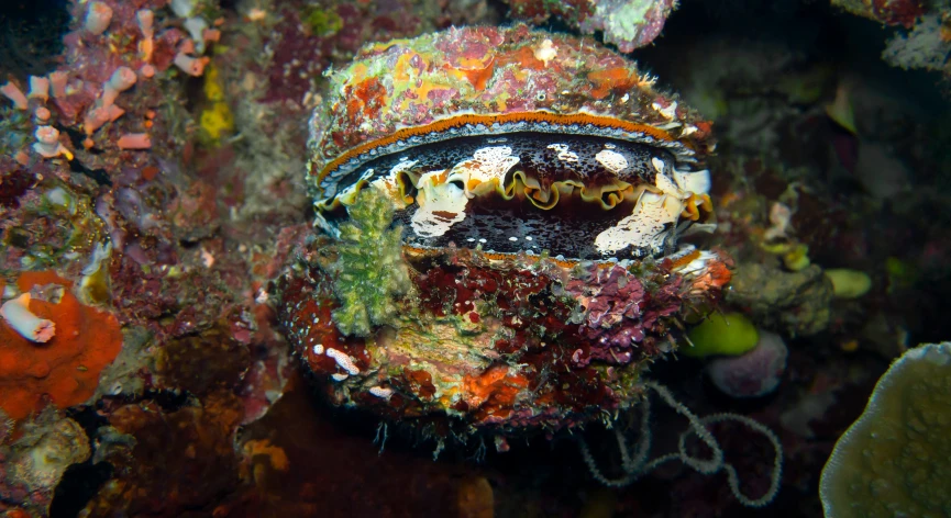 the very colorful octo was hiding among the corals