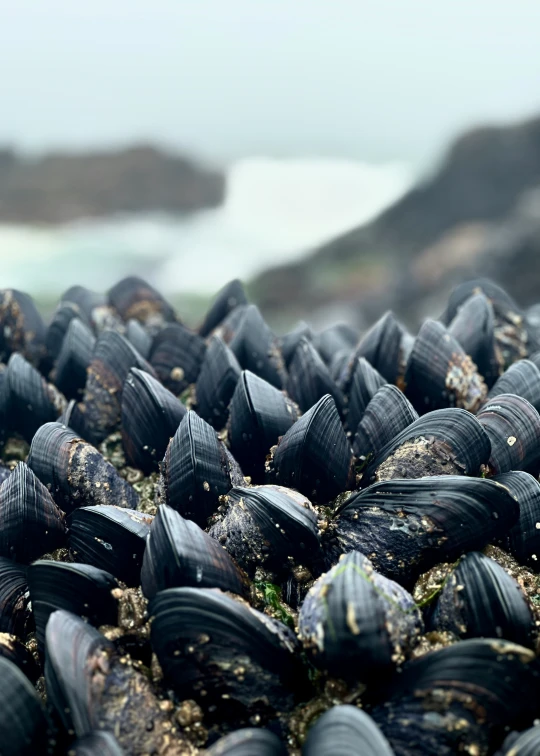 many mussels sitting on top of rocks near the ocean