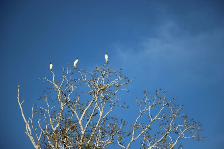 a tree with white birds perched on top of it