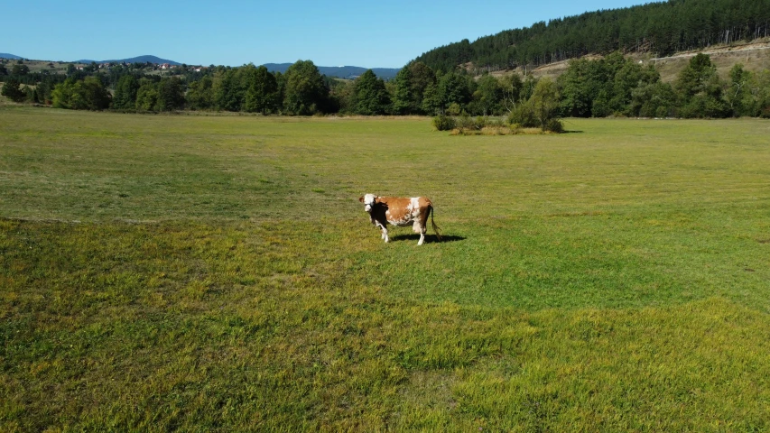 a small brown and white cow in a green field