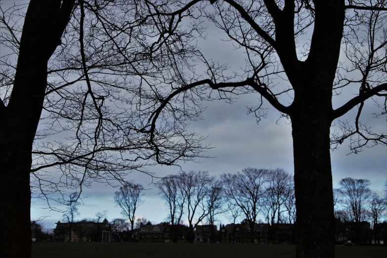 the top of some trees against a dark sky