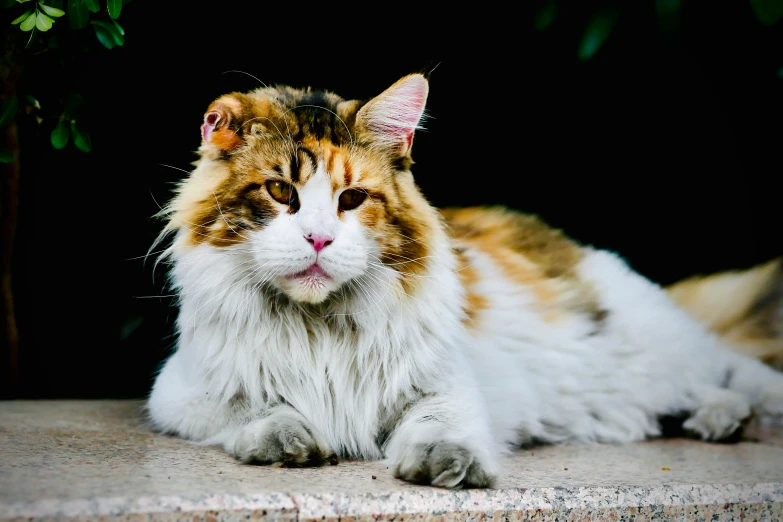 a close up of a cat laying on the ground