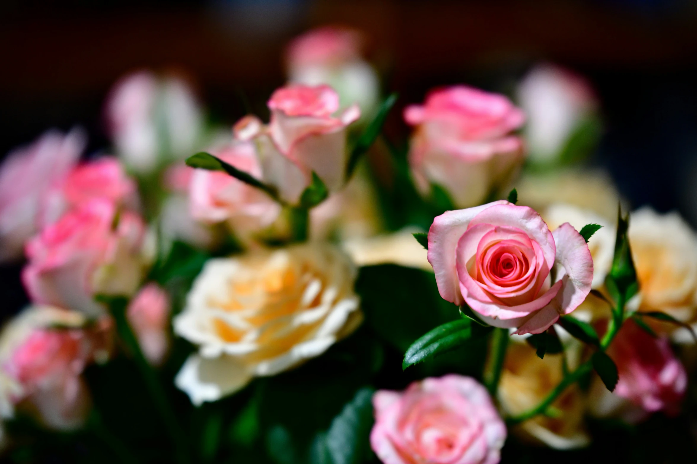 closeup of pink and yellow roses in a vase