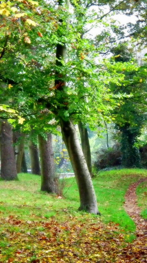 a path through a park next to green trees