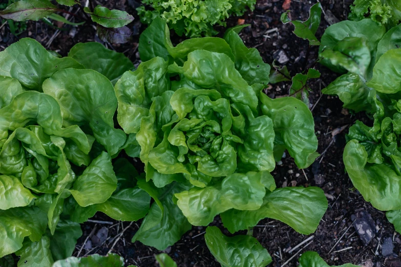 a couple of green lettuce growing in some dirt