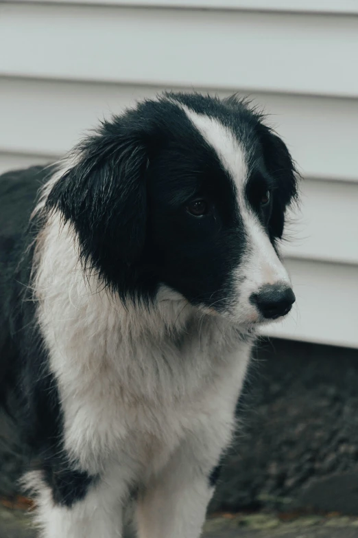 a close up of a dog with a white and black face