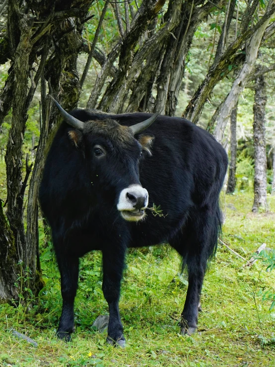 a black and white bull is by some trees