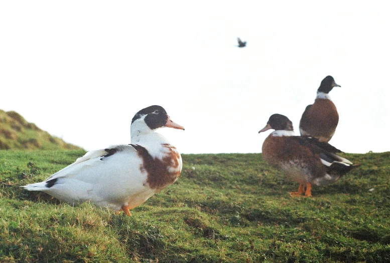 three ducks sitting in the grass at the top of the hill