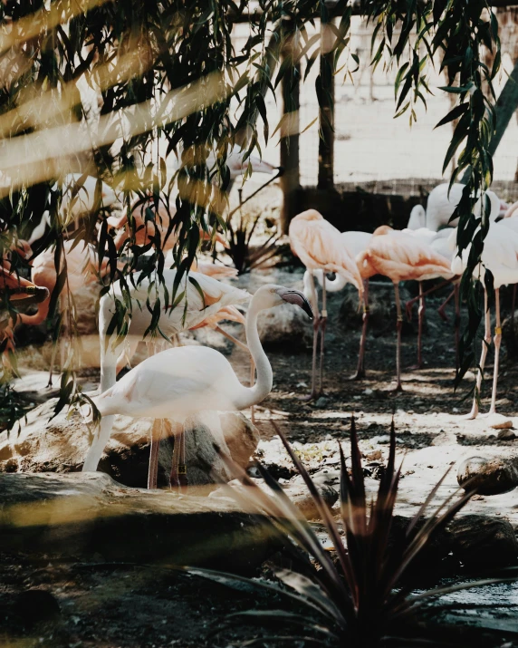 the birds are standing by a small pond