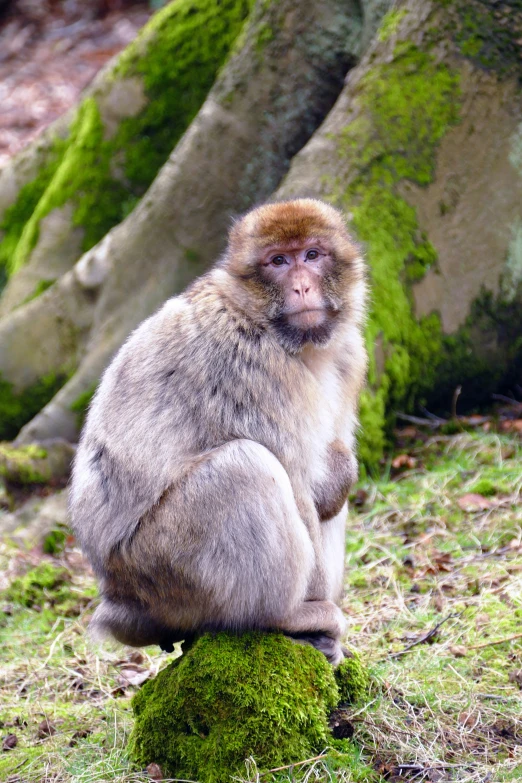 a long - hair monkey sits on a mossy stump