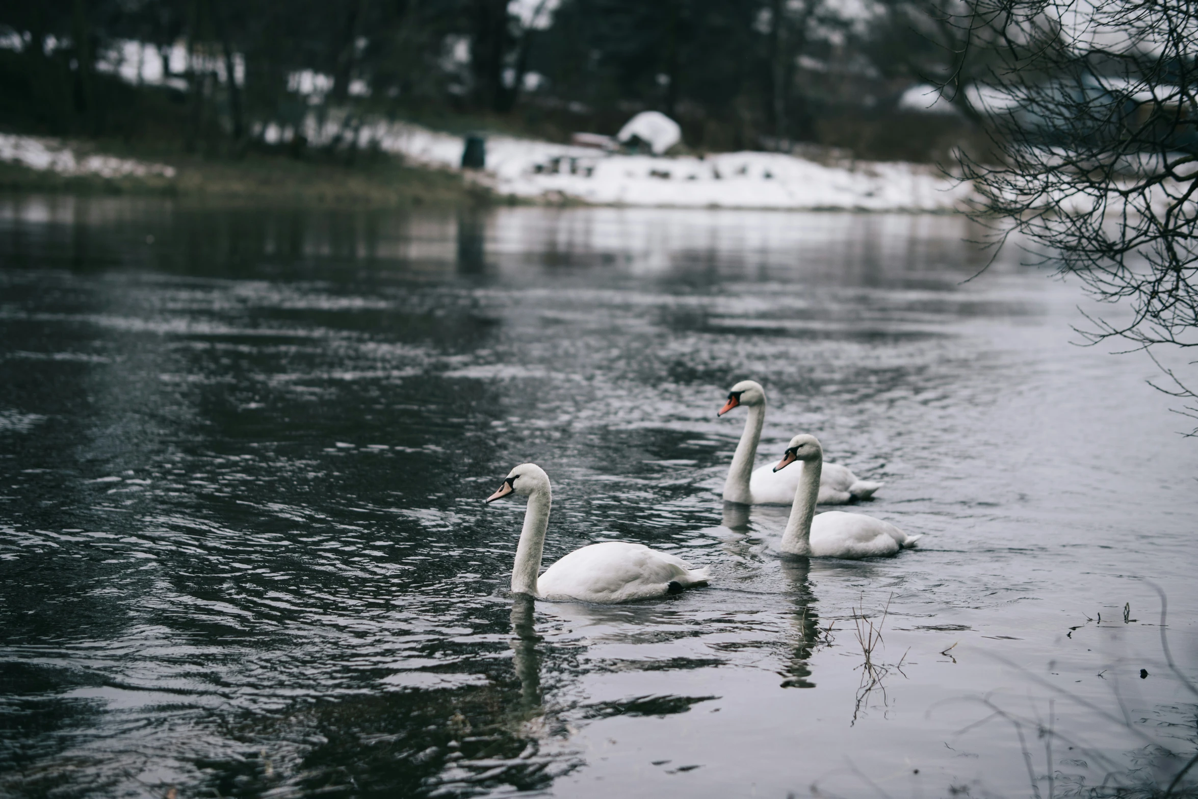 two swans swim in the water while one looks at the camera