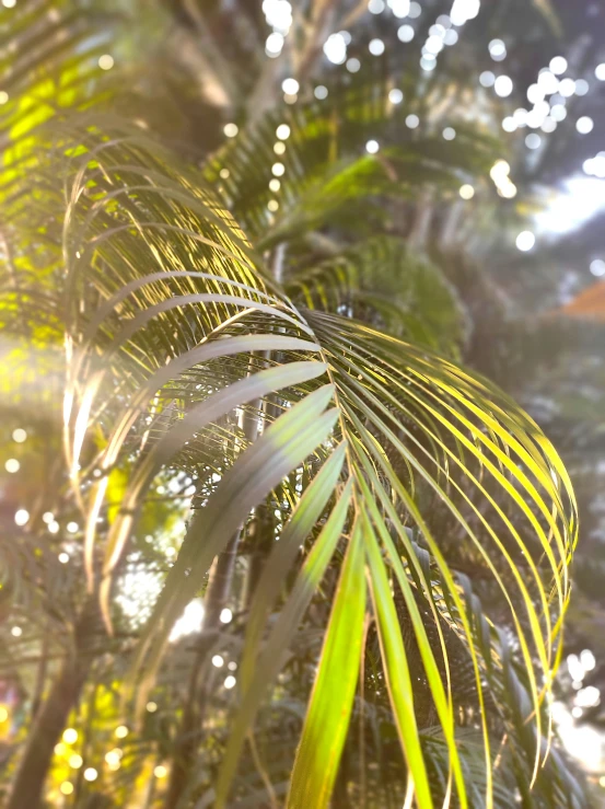 a sunlit po of a palm tree