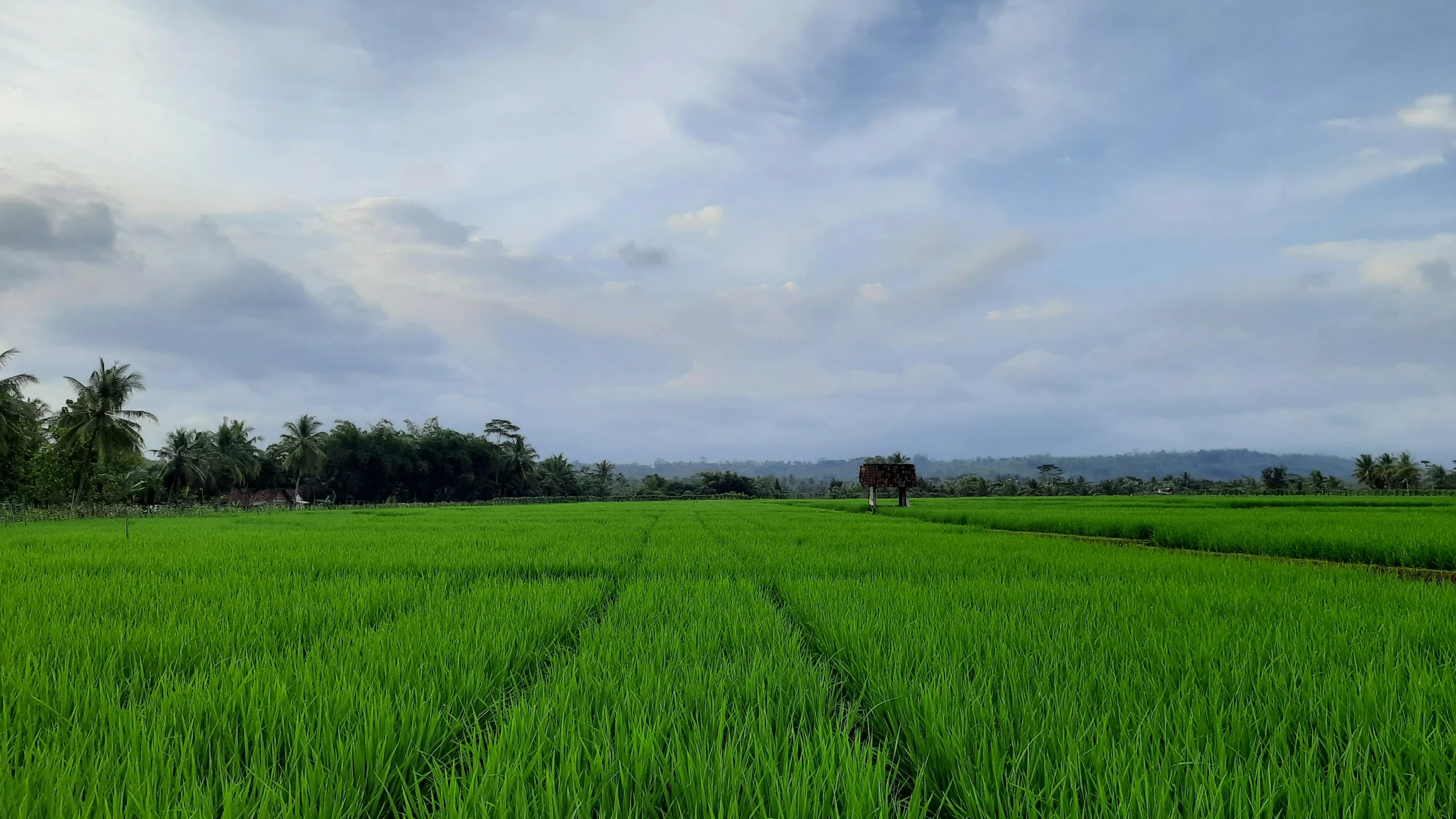 a field with a tree in the distance