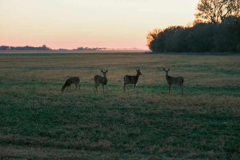 three deer are in the middle of a large field