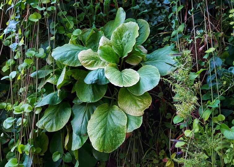 a lush green plant surrounded by leaves in a park