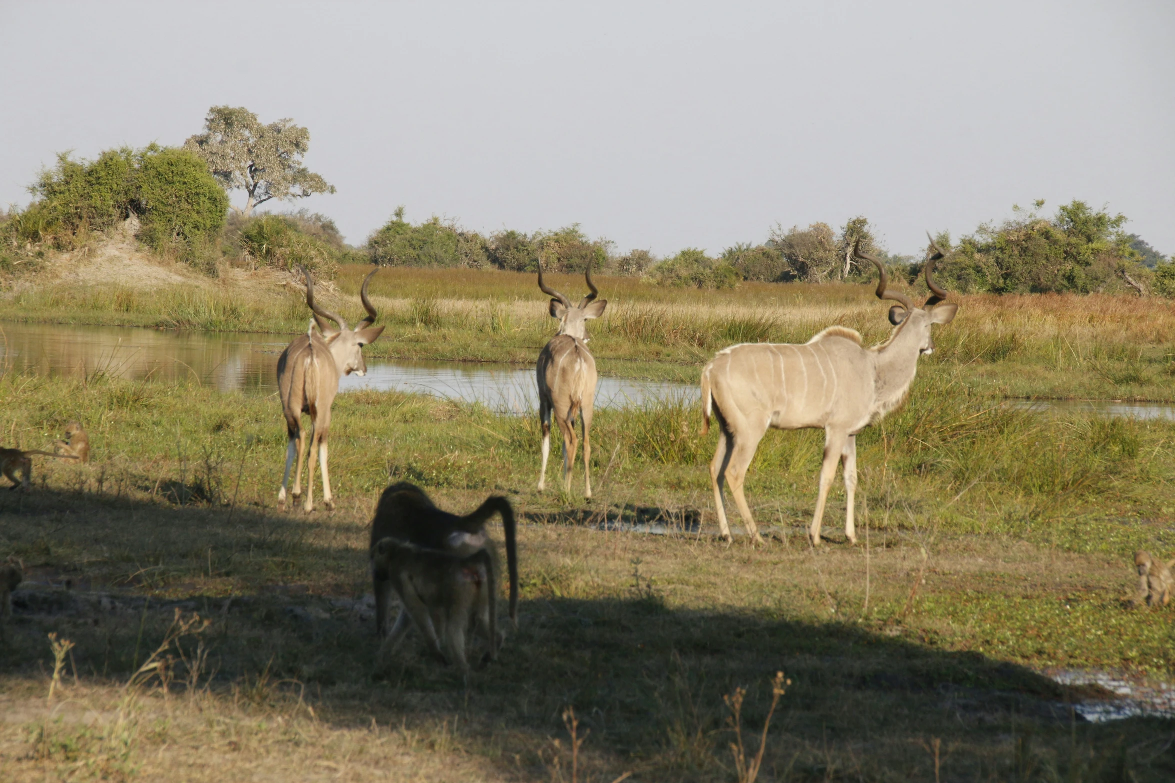 a herd of animals standing on top of a lush green field