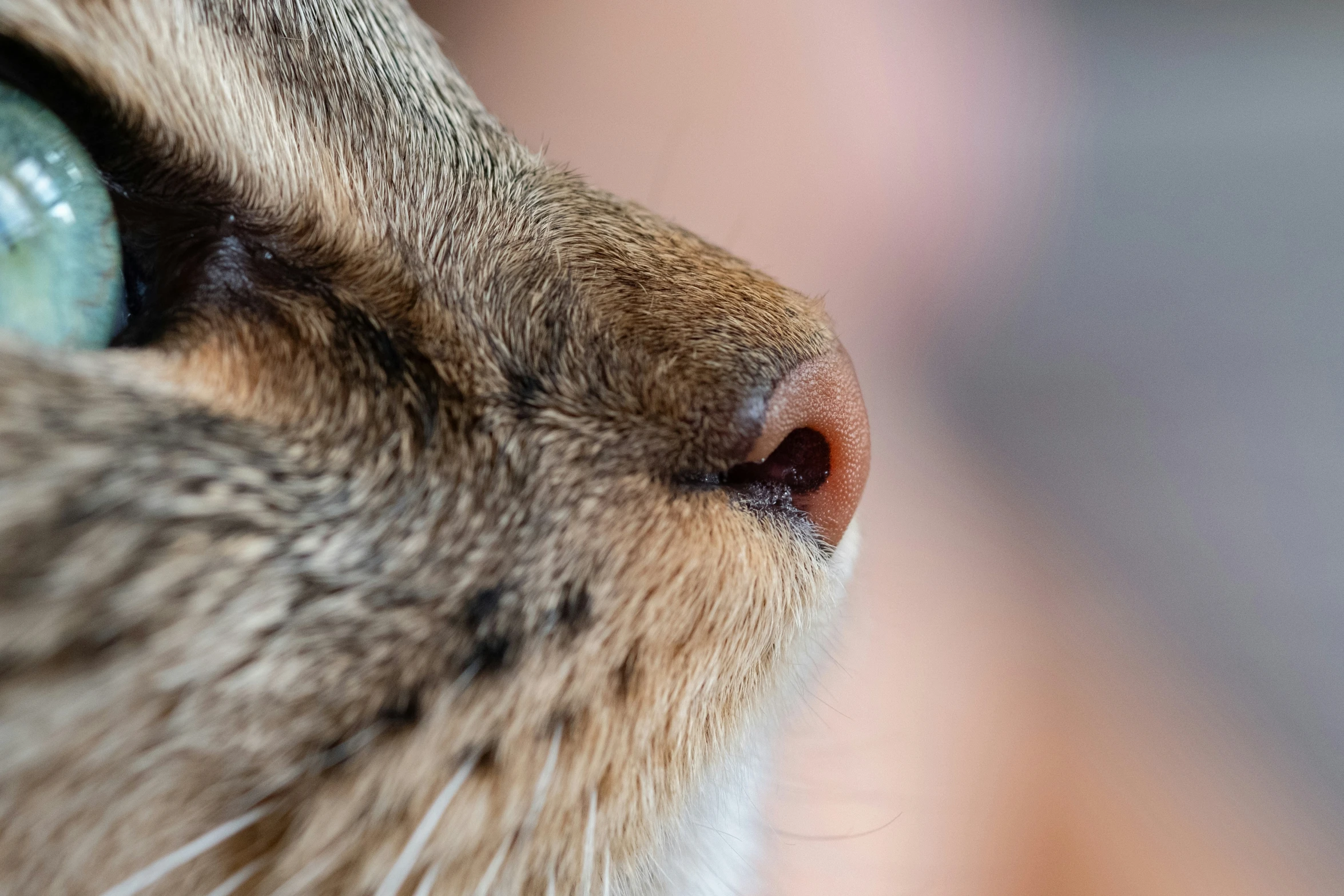 a close up po of the top part of the head of a cat