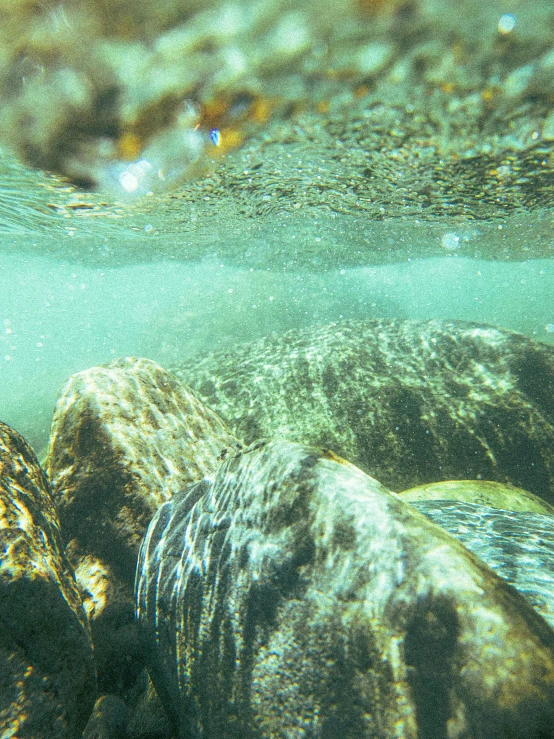 a very close up s of the bottom part of a turtle under water