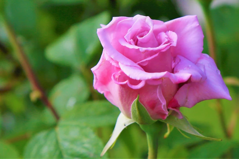 a pink rose sitting next to green leaves