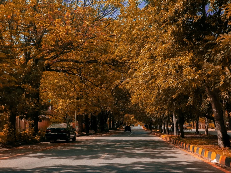 this is an image of an autumn road with many trees