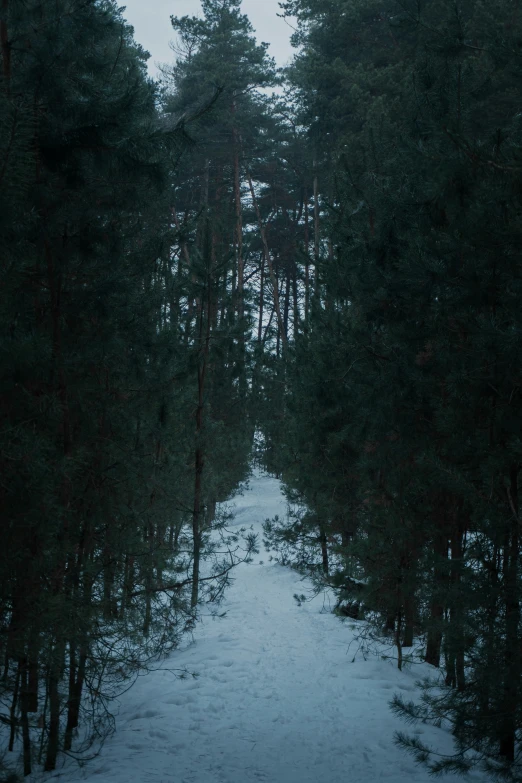 a path through a snow covered forest under a sky