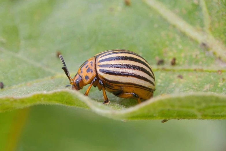 there is a bug sitting on a leaf