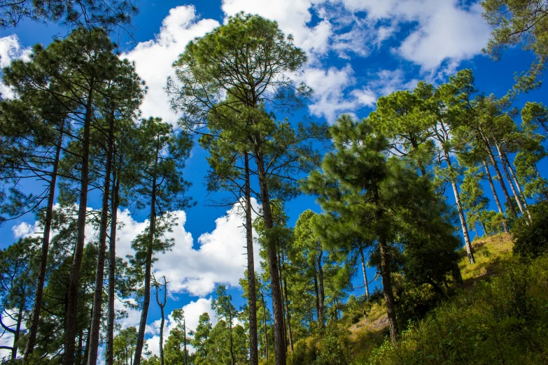 several tall pine trees on a hillside and sky