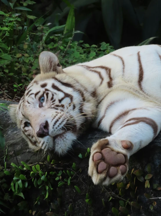 a white tiger laying on it's back on the ground