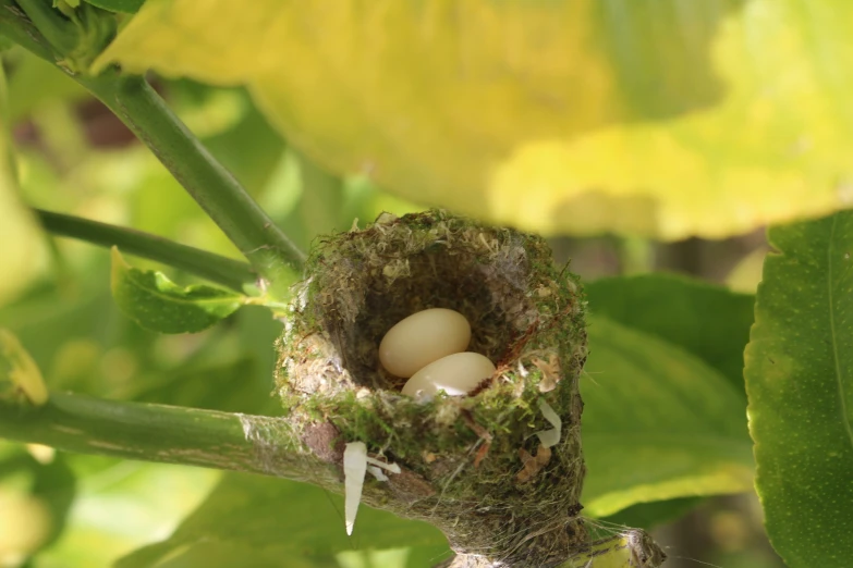 a bird nest with three eggs in it