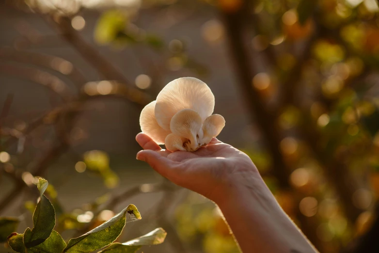 someone is holding up some very pretty flowers