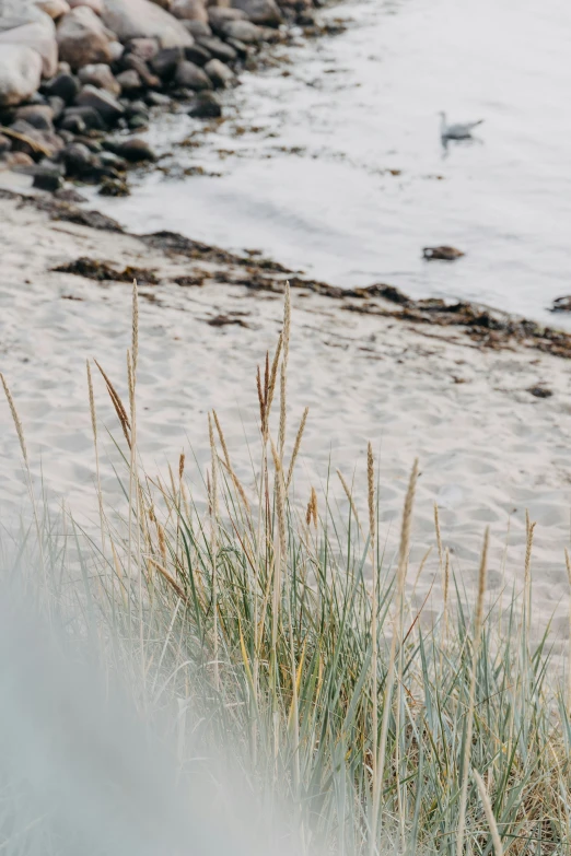 a bunch of sea grass growing out of a beach sand area