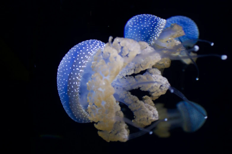 an image of a jellyfish in the water