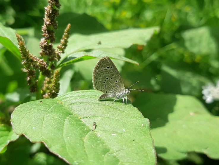 the small white erfly is sitting on a green leaf