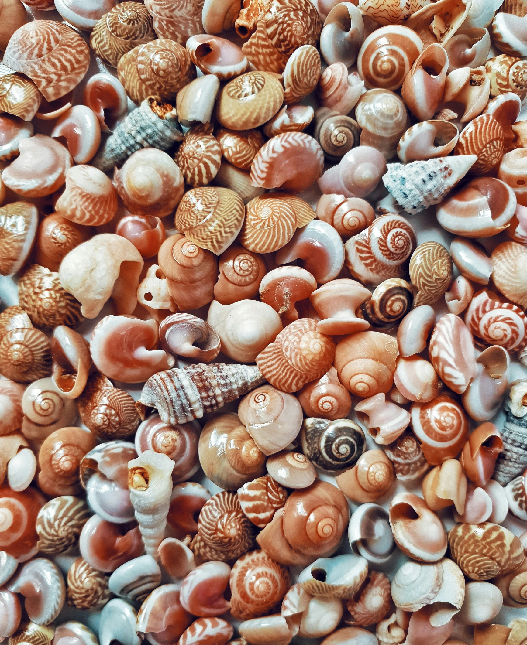 a pile of sea shells piled up next to each other