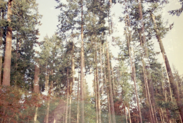 trees standing in a forest full of tall trunks