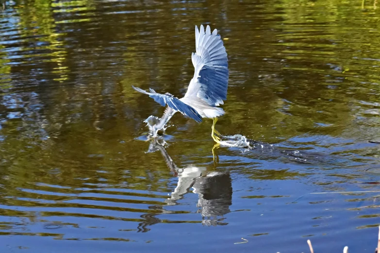 a blue heron with it's wings open taking a drink in a lake