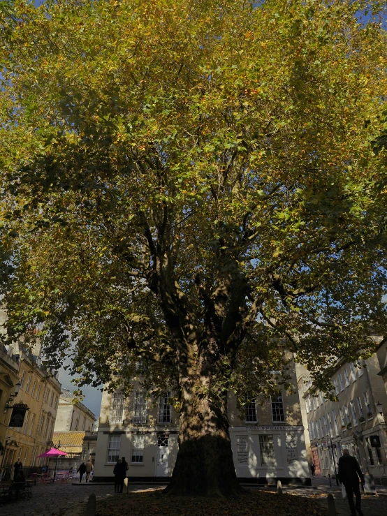 a big tree that is on the sidewalk