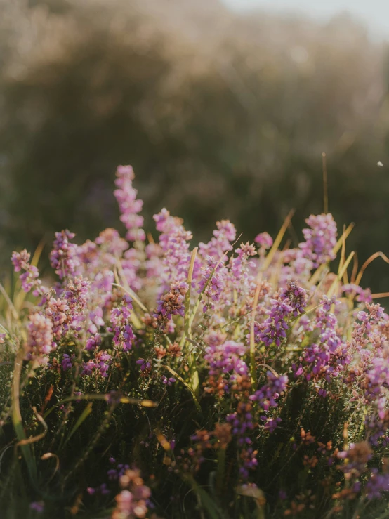 a bunch of purple flowers and grass in the field